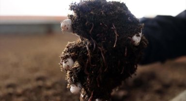 Sivas'ta solucan gübresi üreten firmanın hedefi ihracatta yeni pazarlara açılmak 