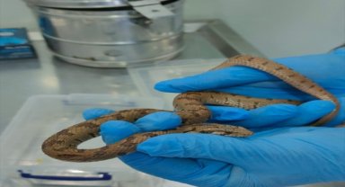 Sivas'ta üzerinden araç geçen kocabaş yılanı tedavisinin ardından doğaya salındı