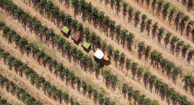 Tarım ve Orman Bakanı Yumaklı: 1 milyar 167 milyon lira destek ödemesini üreticilerimizin hesaplarına aktarıyoruz