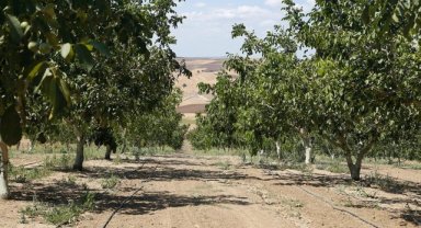 Tekirdağ'da çiftçiler damla sulamayla ürünlerinin verimini artırıyor