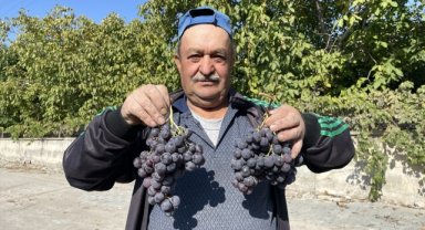 Tescilli İncesu üzümü pekmeze dönüştürülüyor