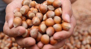 Ticaret borsalarında ağustosta 19 bin tonun üzerinde fındık satıldı