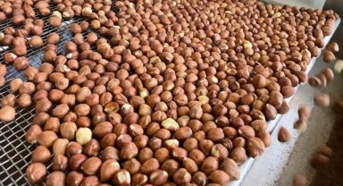 Trabzon'dan bir ayda yaklaşık 27,9 milyon dolarlık fındık ihraç edildi