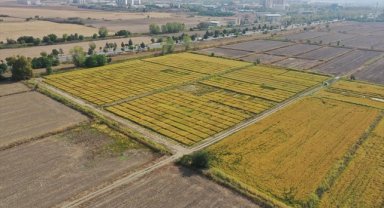 Trakya Tarımsal Araştırma Enstitüsü 195 tohum çeşidini tarıma kazandırdı
