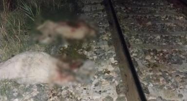 Tren yoluna giren koyunlar telef oldu