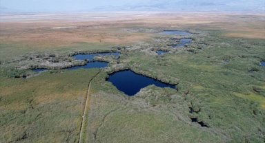 Tünelle tersine akıtılan su, allı turnalara hayat veriyor