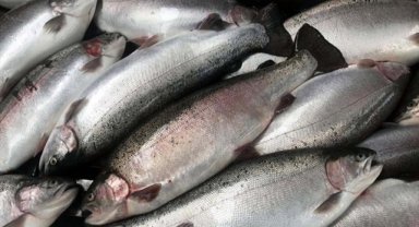 Türk somonunun 9 aylık ihracatında Rusya başı çekti 