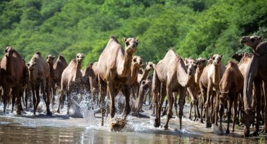 Ummanlılar, develerini otlattıkları "El-Hatala" mevsimini festival havasında geçiriyor