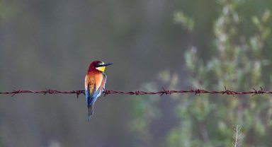 Van ve çevre illerde kuşların konakladığı 50'ye yakın alanın koruma planları hazırlandı