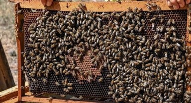 Yaban arılarının azalması tarım zararlılarının çoğalmasına neden olabilir