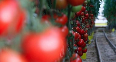 Yaş meyve sebzede 9 ayda 2,3 milyar dolarlık ihracat