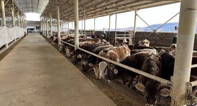 Adıyaman'da depremde zarar gören yetiştiricilere büyükbaş hayvan desteği