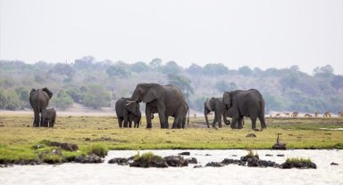 Afrika'nın fil cenneti: Chobe Ulusal Parkı
