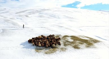 Ağrılı besicilerin kar üzerindeki mesaileri erken başladı