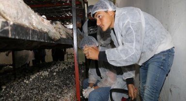 Amasya'da meslek lisesi öğrencileri yetiştirdiği mantar ve mısırın hasadını yaptı