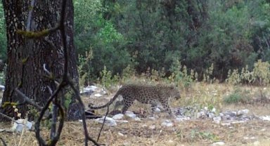 Anadolu parsından aylar sonra ilk poz
