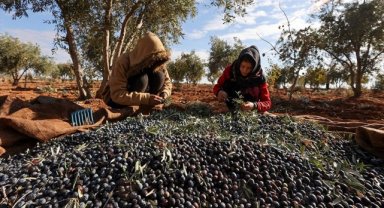 Antep fıstığı hasadını tamamlayan çiftçiler zeytin mesaisinde