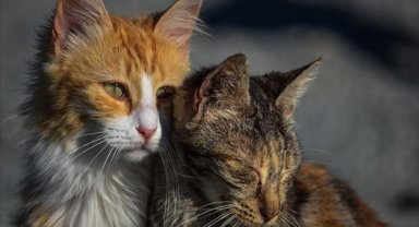 Araştırmacılar, kedilerin 276 farklı yüz ifadesi olduğunu keşfetti