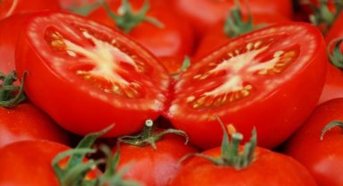 Ayaş domatesine AB tescili