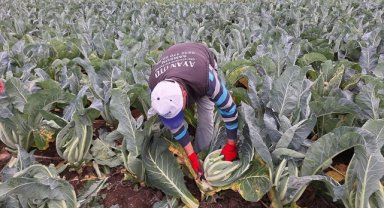 Bafra Ovası'nda kışlık sebze hasadı devam ediyor 