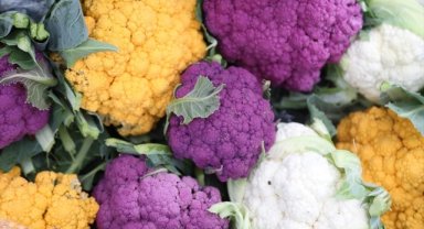 Bafra Ovası'nda yetiştirilen renkli karnabaharlar Rusya'ya ihraç ediliyor