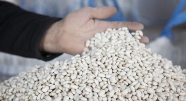 Bitlis'te 20 bin ton kuru fasulye hasadı yapıldı