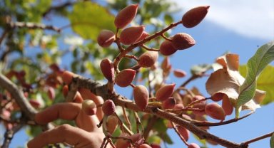 Bitlis'te aşılı menengiç ağaçlarından 15 ton fıstık hasadı yapıldı