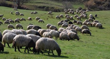 Bu yıl için uygulanacak hayvancılık destekleri artırıldı
