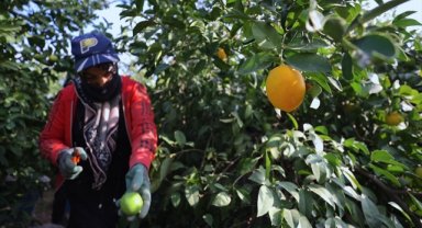 Çukurovalı limon üreticileri fiyat desteği istiyor