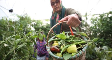 Devlet desteğiyle kurduğu seralarda babaannesinden aldığı ata tohumlarıyla sebze yetiştiriyor
