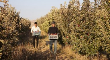 Devletten aldığı fidan desteğiyle kurduğu elma bahçesinden 180 ton verim aldı