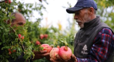 Diyarbakır'da asırlık ağaçlarda yetişen Karaz narı çalışmalarla tanıtılacak