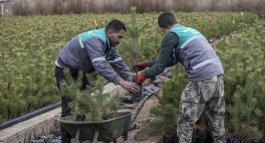 Doğu Anadolu'daki 6 ilde 77 bin 200 fidan toprakla buluşturulacak