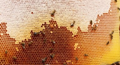 Doğu Karadeniz'in 10 aylık bal ihracatı yüzde 81 arttı