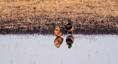 Erhacı Sulak Alanı göç döneminde 46 kuş türünün mola noktası oldu