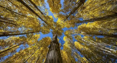 Erzurum'un kırsal mahallelerinde sonbahar renkleri hakim oldu