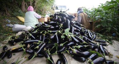 Gönen'de yıllık 7 bin 753 ton patlıcan üretimi