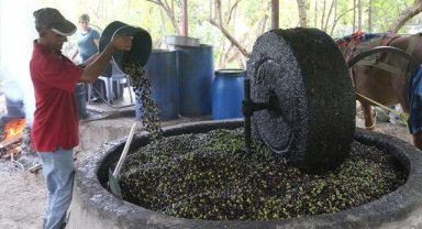 Hatay'da atın çektiği taş değirmen, zeytinyağında lezzeti ve kaliteyi artırıyor