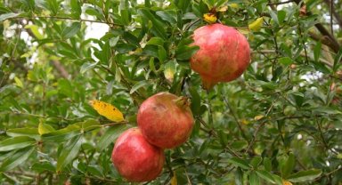İnhisar narında 7 bin ton rekolte bekleniyor
