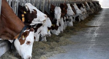 Kahramanmaraş'ta depremde zarar gören yetiştiricilere büyükbaş hayvan desteği