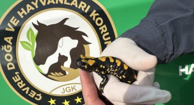 Kahramanmaraş'ta nesli tehdit altında olan "sarı benekli semender" görüldü
