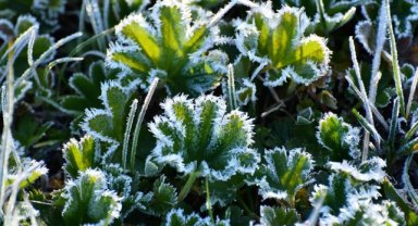 Kars, Ardahan ve Erzurum'da soğuk hava ve kırağı etkili oldu