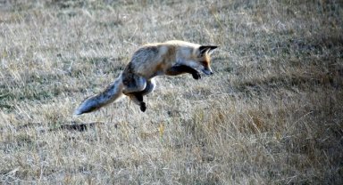 Kars'ta aç kalan kızıl tilkinin fare avı görüntülendi