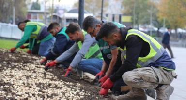 Kayseri Büyükşehir Belediyesi 2 Milyon 240 Bin ağaç dikti
