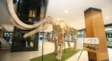 Kayseri'de 7,5 milyon yıllık fosiller sergilenecek