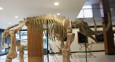 Kayseri'de 7,5 milyon yıllık fosillerin yer aldığı sergi açıldı