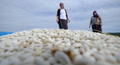 Kırklarelili kadınlar kuru fasulye mesaisinde