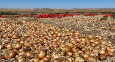 Kırşehir'de soğan ekim alanlarının artması planlanıyor