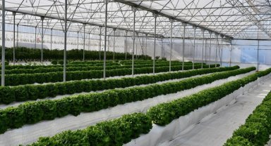 Kocaeli'de volkanik cürufla yetiştirilen sebzeler hasat ediliyor