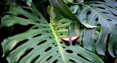 Konya Tropikal Kelebek Bahçesi 8 yılda 3 milyon ziyaretçiye ulaştı